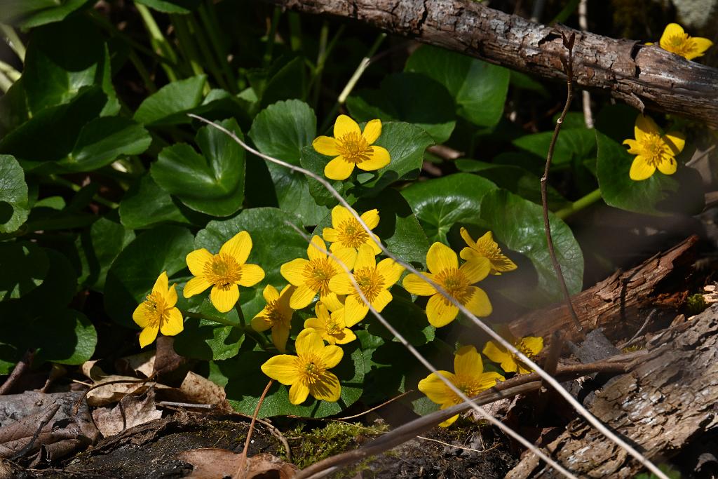 2025-04246525 Acton Arboretum, MA.JPG - Marsh Marigold. Acton Arboretum, MA, 4-24-2025